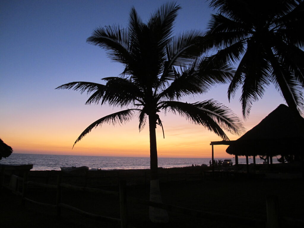 Sunset behind palm trees