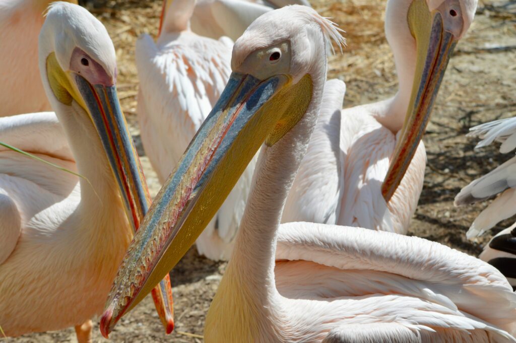 Garzas en Monterrico