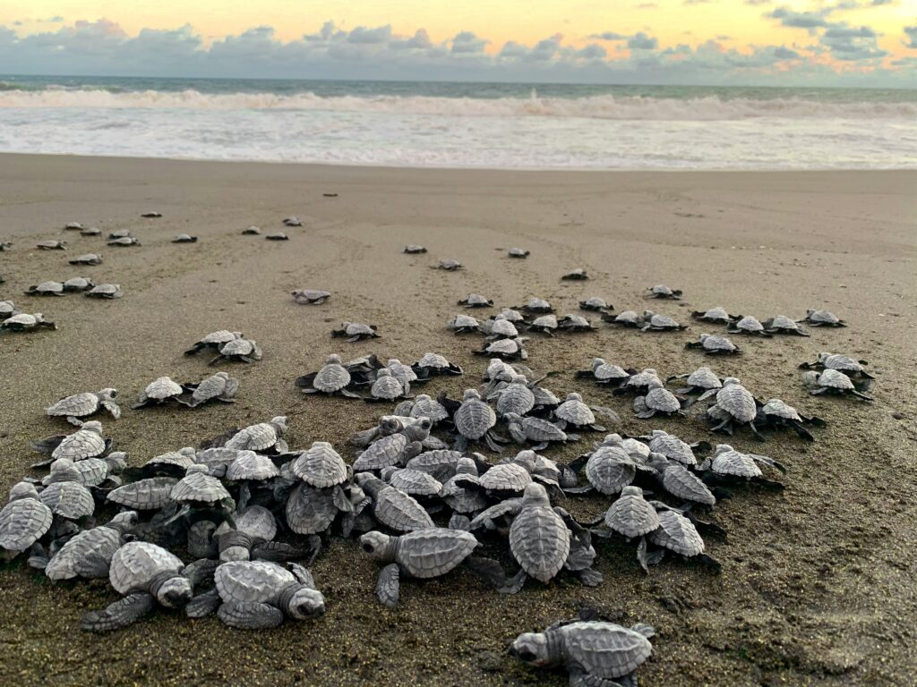 Tortugas marinas en Monterrico.