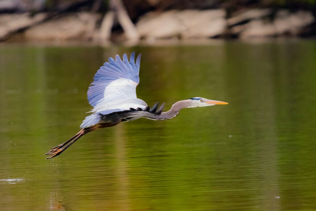 Aves en Monterrico