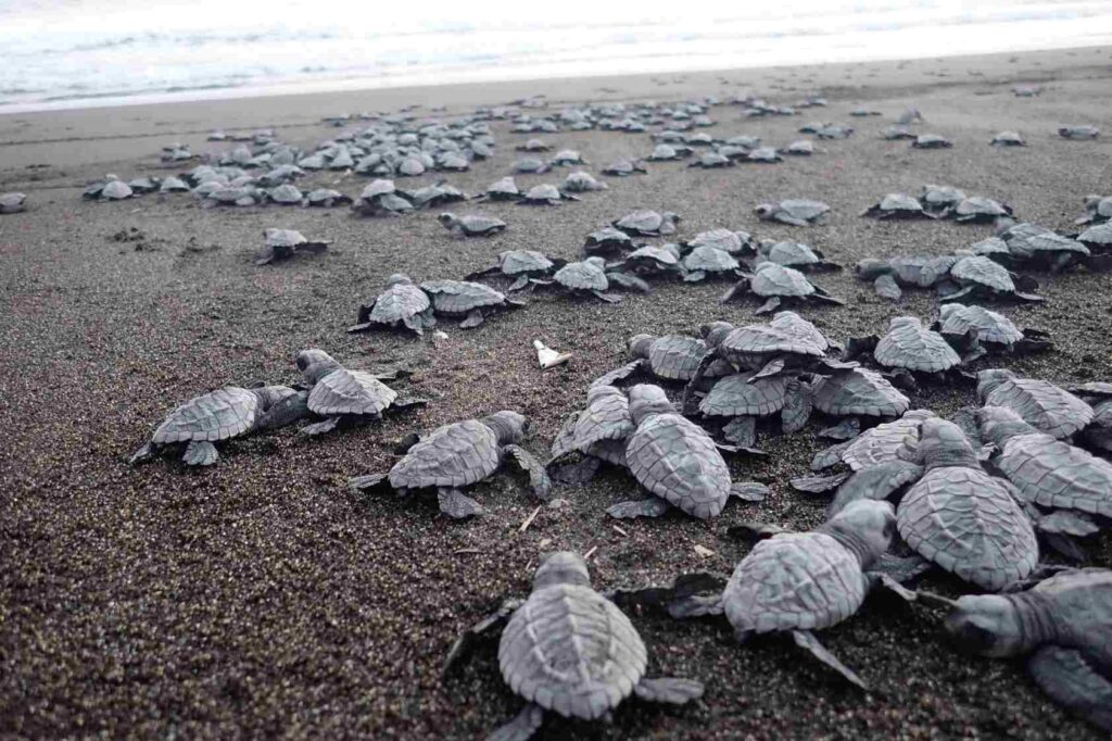 Tortugas marinas en la playa de Monterrico