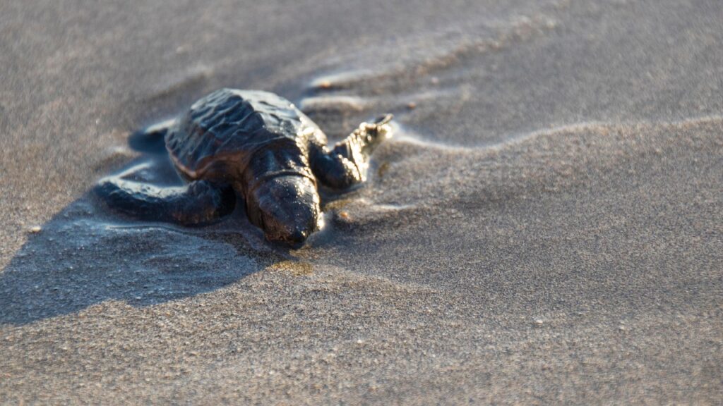 Baby sea turtle in the sand
