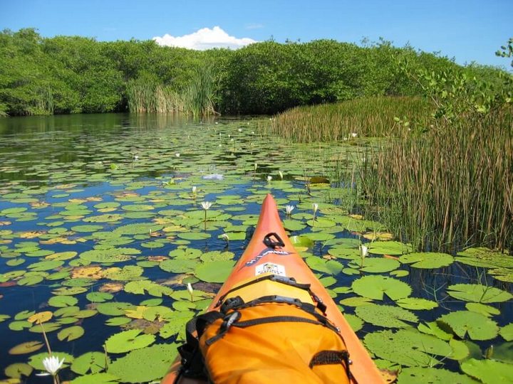Kayak en los manglares de Monterrico