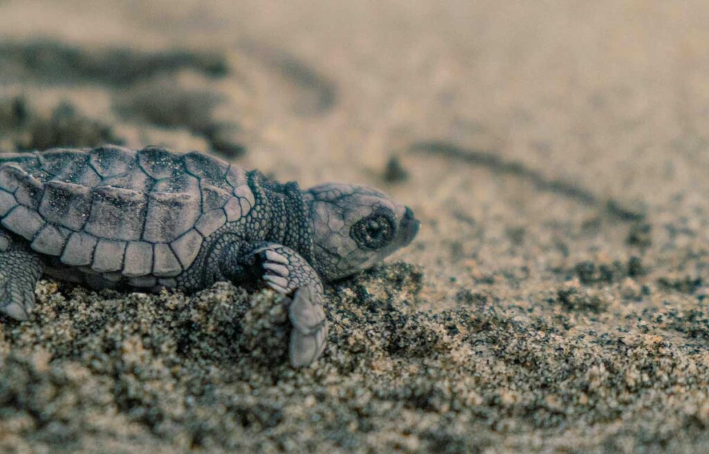 Liberación de tortugas marinas en Monterrico.